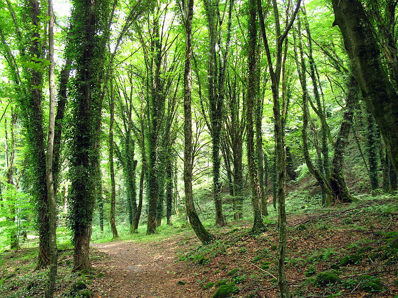 If you seek adventures visit Lagodekhi National Reserve geotv.ge